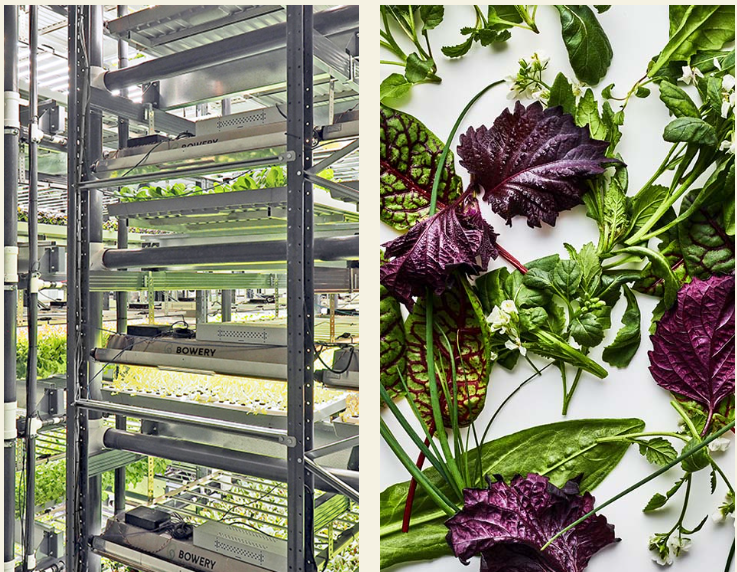 Image of indoor vertical farming and an image of vegetable leaves in purple and green